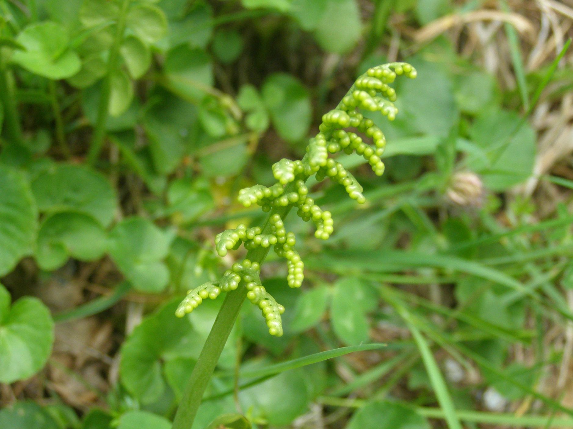 Botrychium lunaria / Botrichio